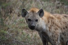 Hyena