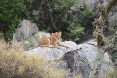 Lion Cub