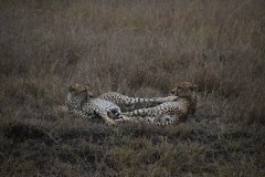 Cheetah