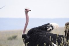 Ostrich