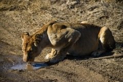 Lion by the road