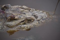 Crocodile