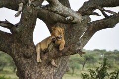 Lion in Tree