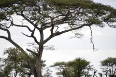 Leopard in Tree
