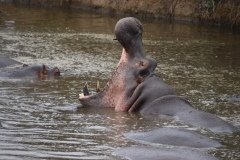 Hippo